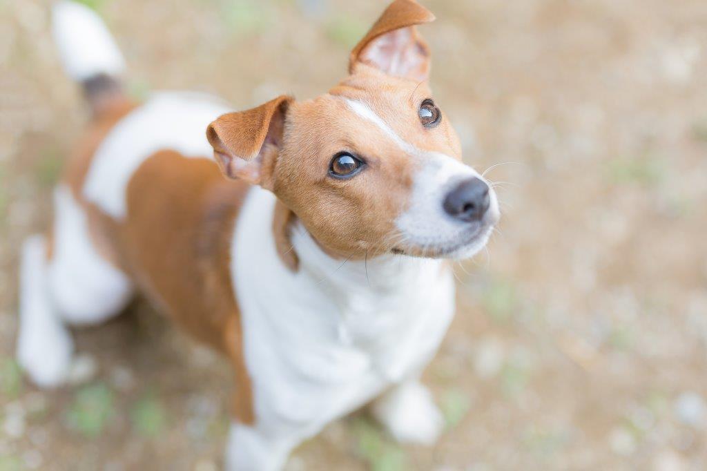 【癒される画像】犬・猫・うさぎなどペットや小動物の写真で疲れた心をほっこり癒そ♡