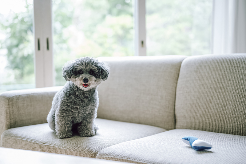 室内犬の人気ランキング！飼いやすい犬種は？必要な準備としつけは？