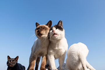 日本猫の種類や特徴、性格を解説！日本猫の迎え方を知って愛猫を飼おう