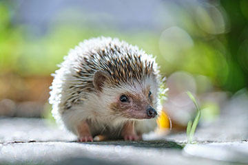 【ハリネズミの飼い方まとめ】寿命、飼育に必要なもの、値段について解説