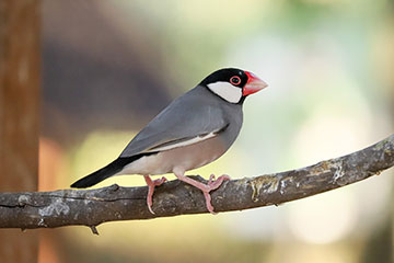 文鳥ってどんな鳥？種類や飼い方、寿命、値段、手乗り文鳥に育てるコツを解説