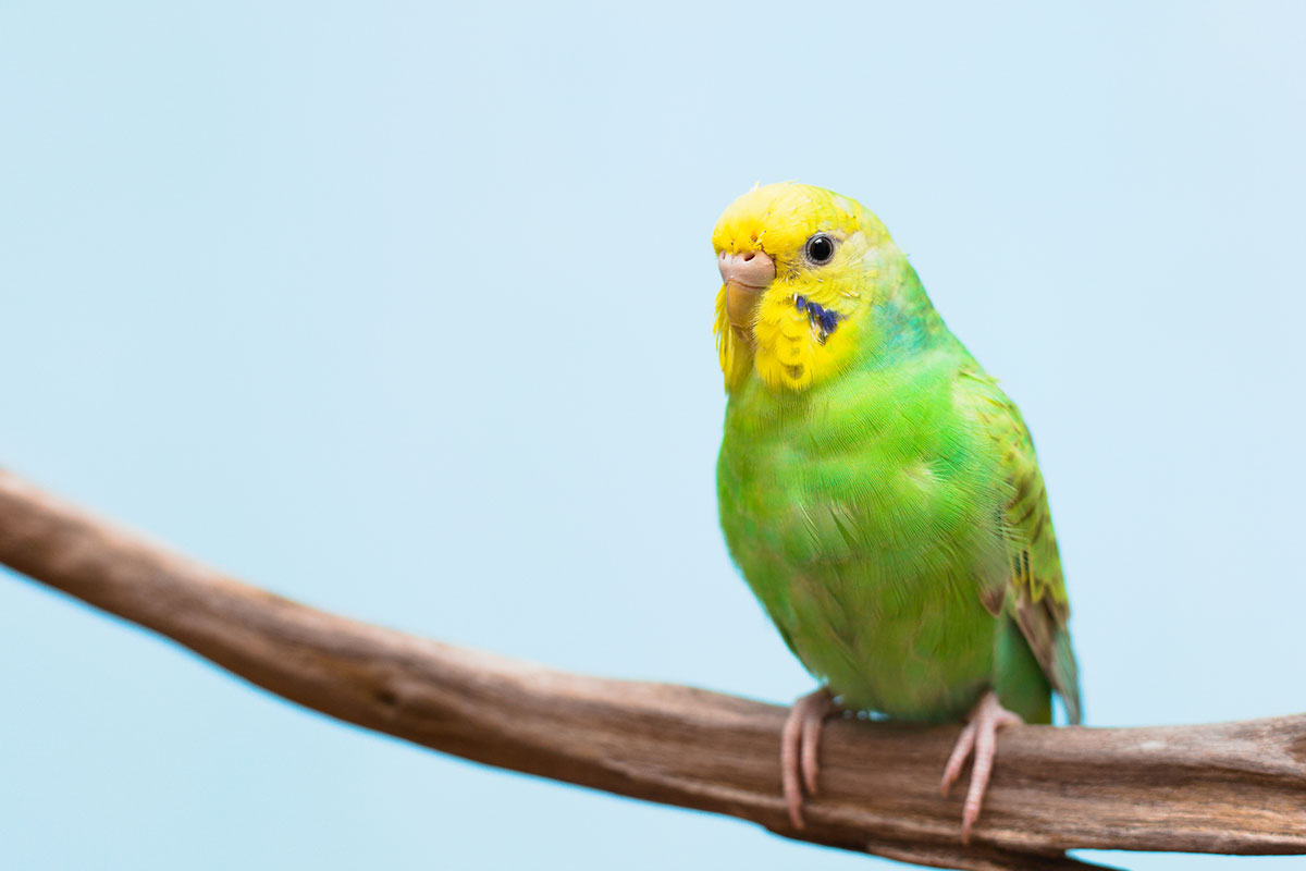 インコの飼い方を解説！種類や餌、寿命は？しゃべらせる方法は