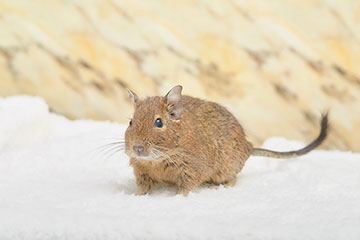 デグーの飼い方を解説！寿命や価格、種類や鳴き声について解説