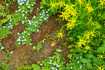 植えてよかったグランドカバーおすすめ10選！種をまくだけでOKの植物や常緑・日陰向けの花を紹介