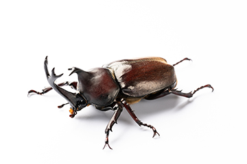カブトムシの飼い方を初心者向けに解説！必要なものや注意点など幼虫・成虫の育て方まとめ