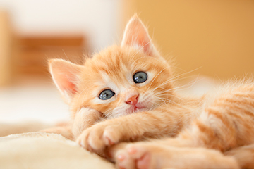猫の種類ランキングTOP15！猫好きに人気の猫種は？魅力や選び方も紹介