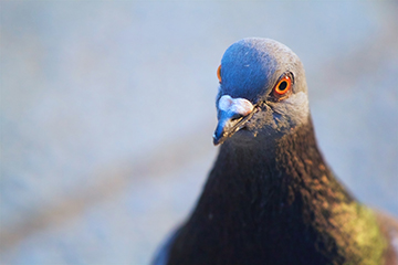 鳩の巣が「しょぼい」のはなぜ？原理や作らせない対策、駆除したいときの対処法も紹介
