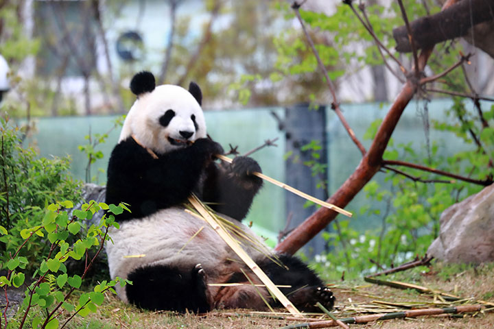 世界・日本の珍しい動物一覧！会える動物園の名前や場所も紹介
