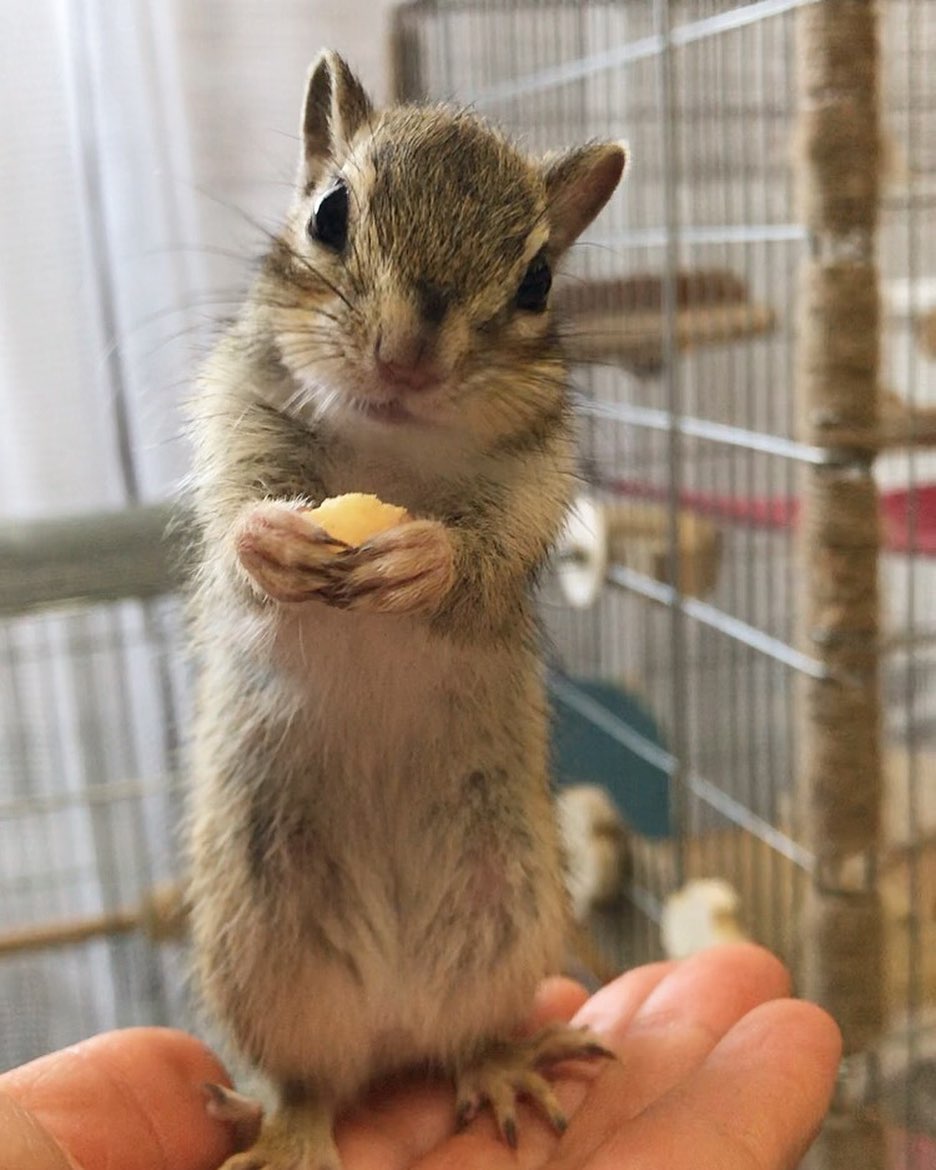 【癒しの画像特集】ペットや小動物を見て疲れた心をほっこり癒そ♡の画像10