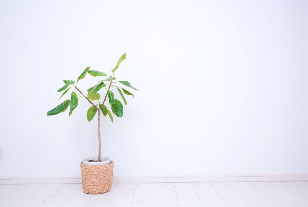 風水的に良い観葉植物おすすめ～トイレ・寝室・玄関・テレビ横～の画像07