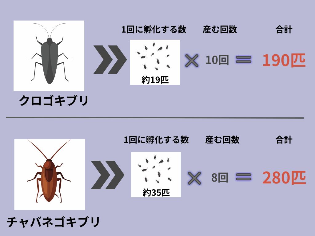 ゴキブリの卵の駆除・処理方法！見た目・居場所は？【秋冬対策】の画像001