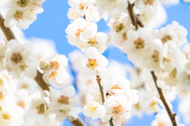 南西方向（裏鬼門）の玄関には黄色やベージュ系の花