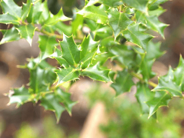 植物の力をかりる