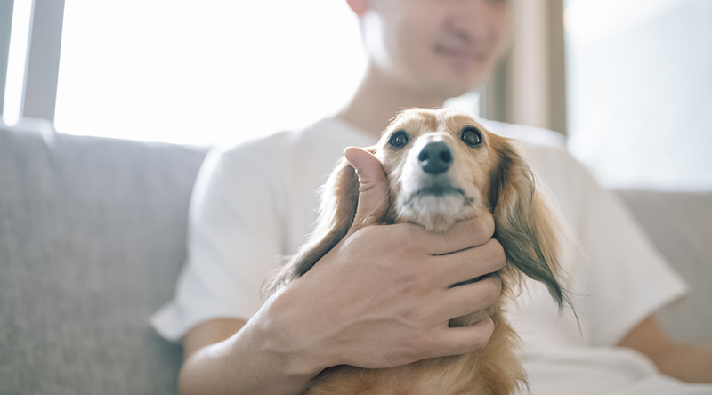 室内犬の人気ランキング・飼いやすい犬種は？必要な準備としつけの画像02