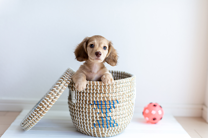 室内犬の人気ランキング・飼いやすい犬種は？必要な準備としつけの画像05