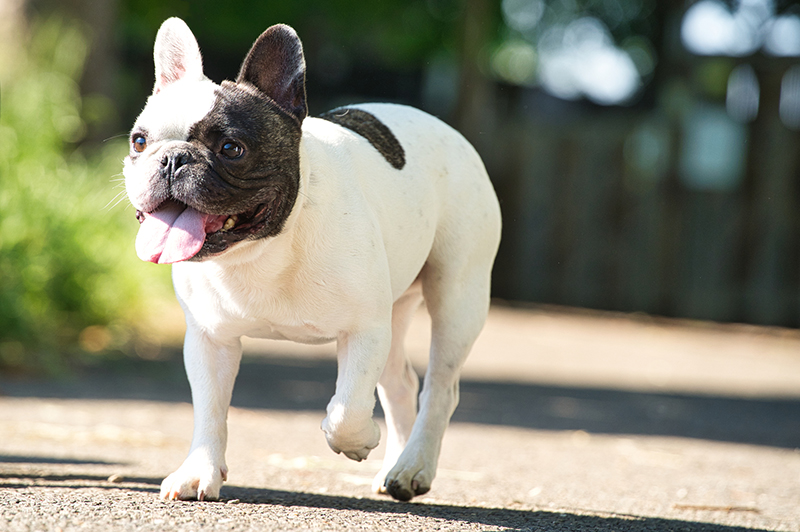 室内犬の人気ランキング・飼いやすい犬種は？必要な準備としつけの画像07