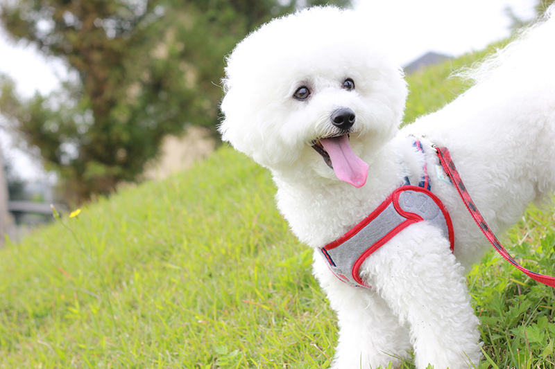 室内犬の人気ランキング・飼いやすい犬種は？必要な準備としつけの画像09