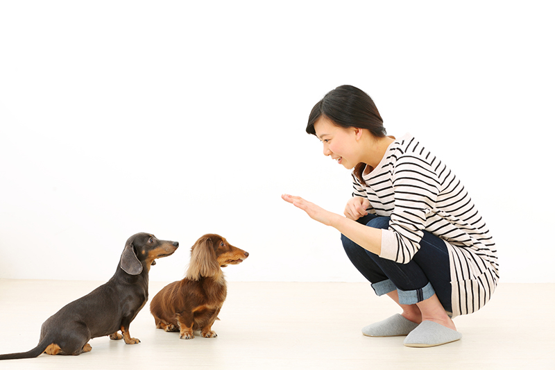 室内犬の人気ランキング・飼いやすい犬種は？必要な準備としつけの画像11