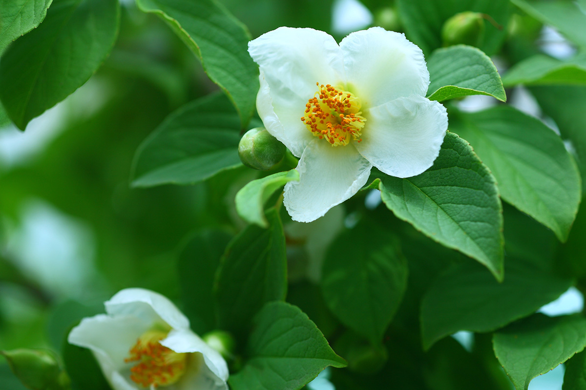 シンボルツリーのおすすめは？選び方やおしゃれな植え方も紹介！の画像08