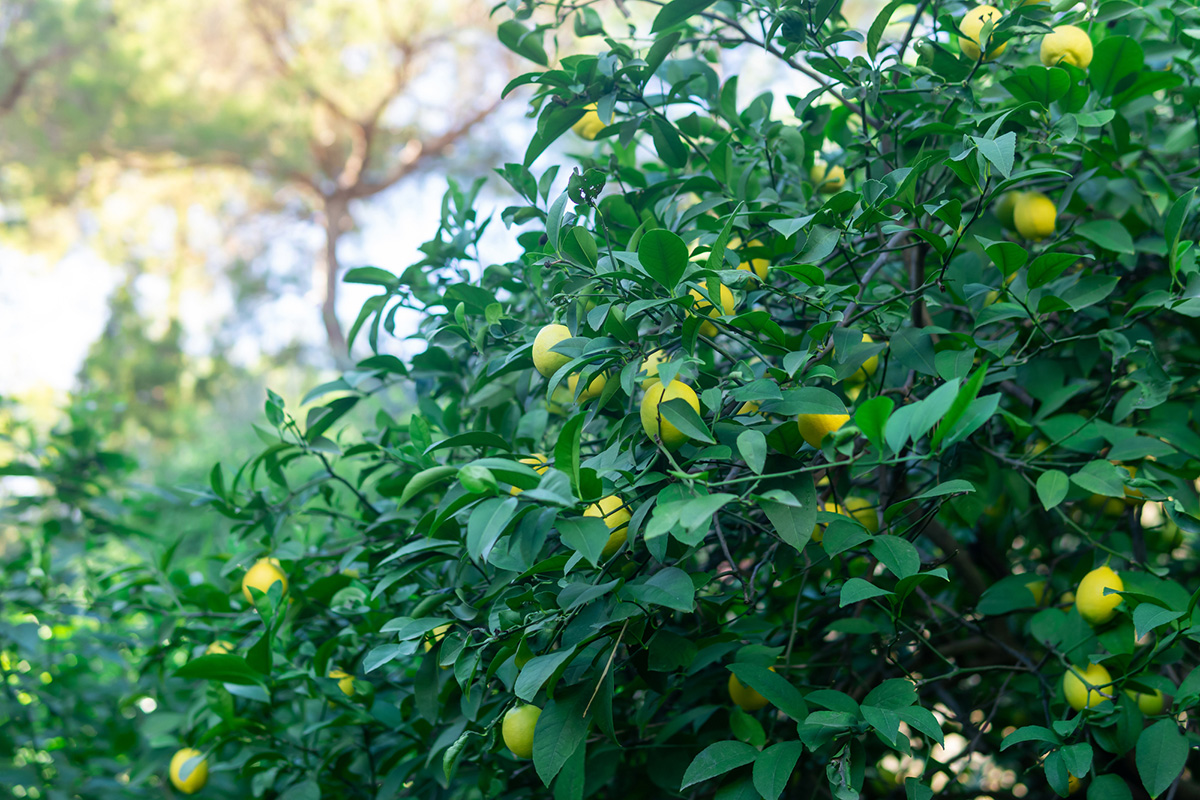 シンボルツリーのおすすめは？選び方やおしゃれな植え方も紹介！の画像13