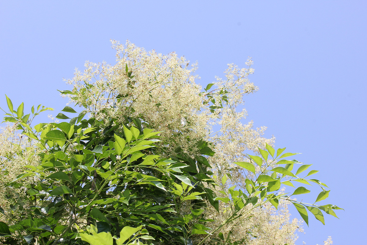 シンボルツリーのおすすめは？選び方やおしゃれな植え方も紹介！の画像16