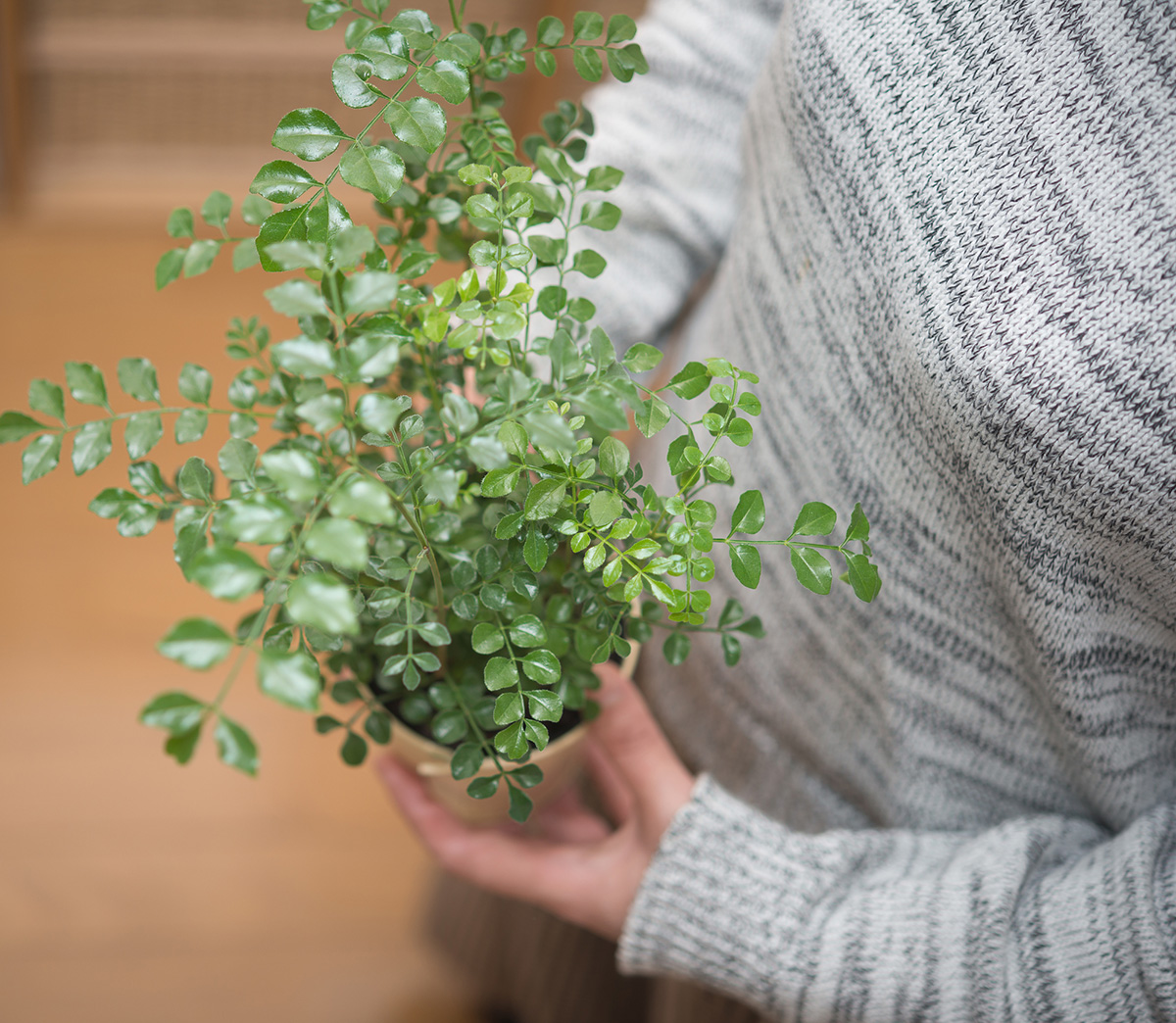 シンボルツリーのおすすめは？選び方やおしゃれな植え方も紹介！の画像17