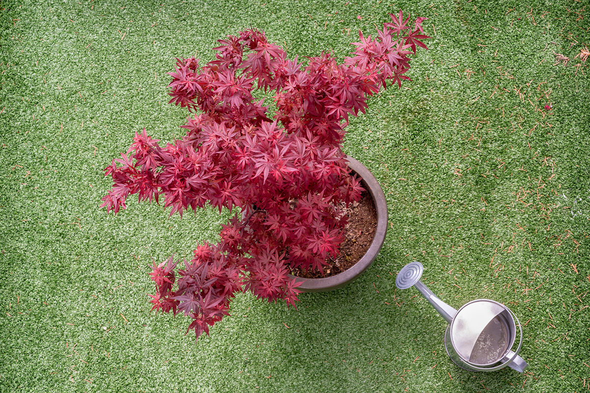 シンボルツリーのおすすめは？選び方やおしゃれな植え方も紹介！の画像18