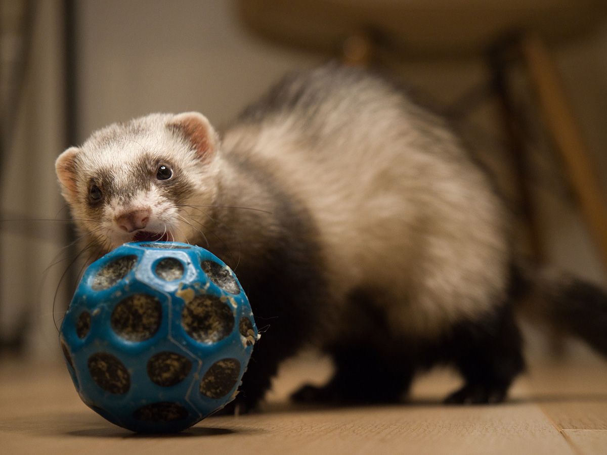 フェレットは賃貸物件でも飼える？ペットとしての魅力や飼い方・臭い対策解説の画像02