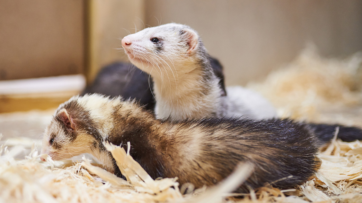 フェレットは賃貸物件でも飼える？ペットとしての魅力や飼い方・臭い対策解説の画像05