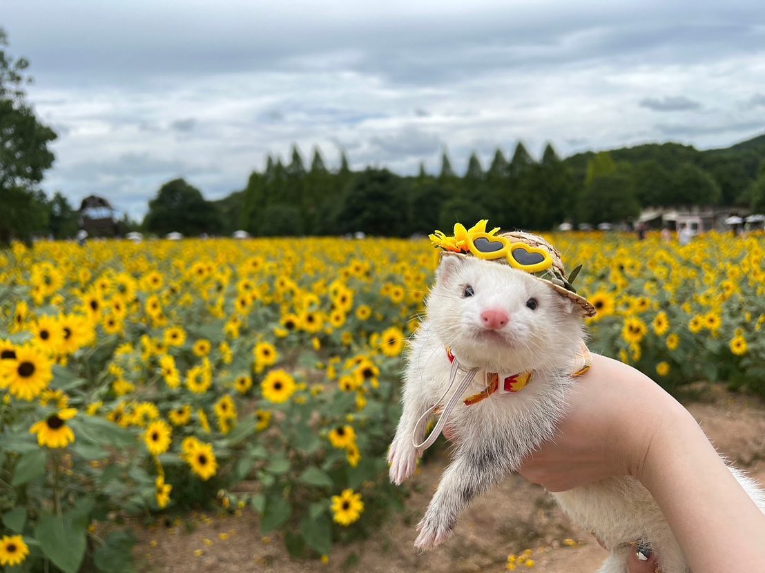 フェレットは賃貸物件でも飼える？ペットとしての魅力や飼い方・臭い対策解説の画像11