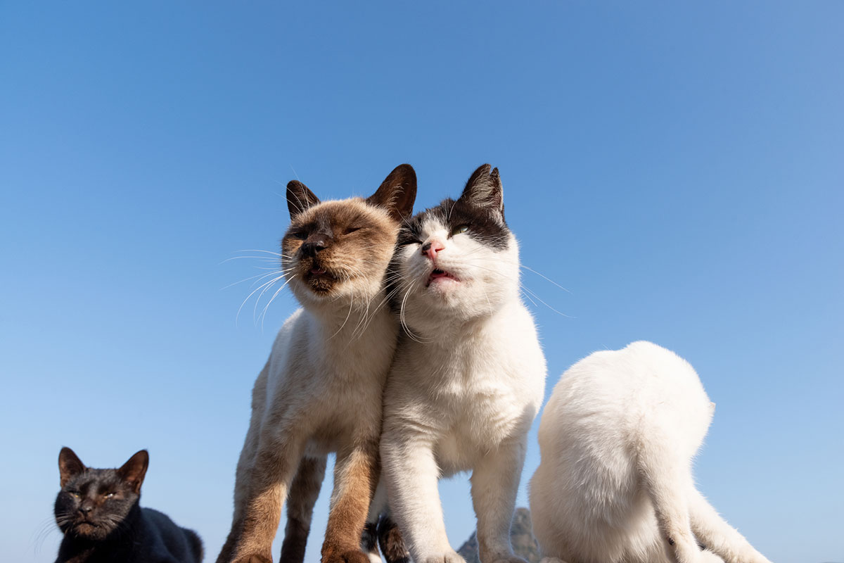 日本猫の種類や特徴、性格について解説！入手方法や迎え方についても紹介の画像01