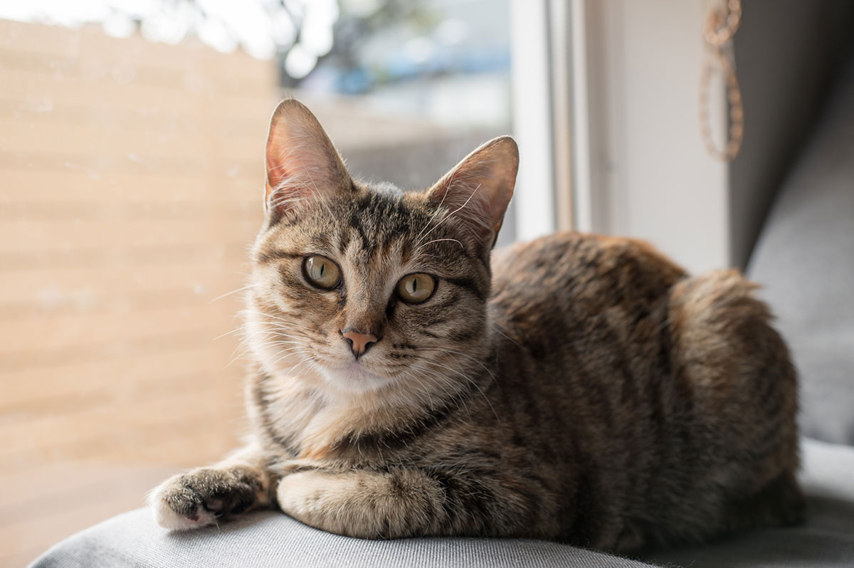 日本猫の種類や特徴、性格について解説！入手方法や迎え方についても紹介の画像05