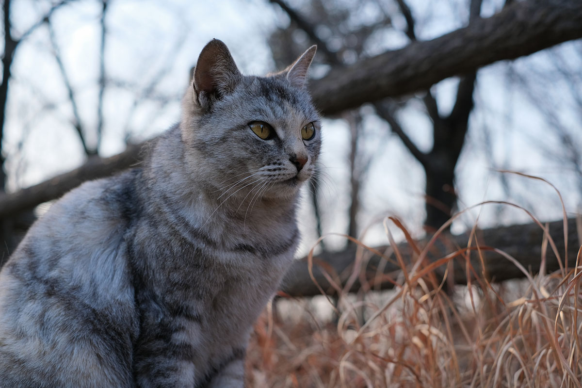 日本猫の種類や特徴、性格について解説！入手方法や迎え方についても紹介の画像06