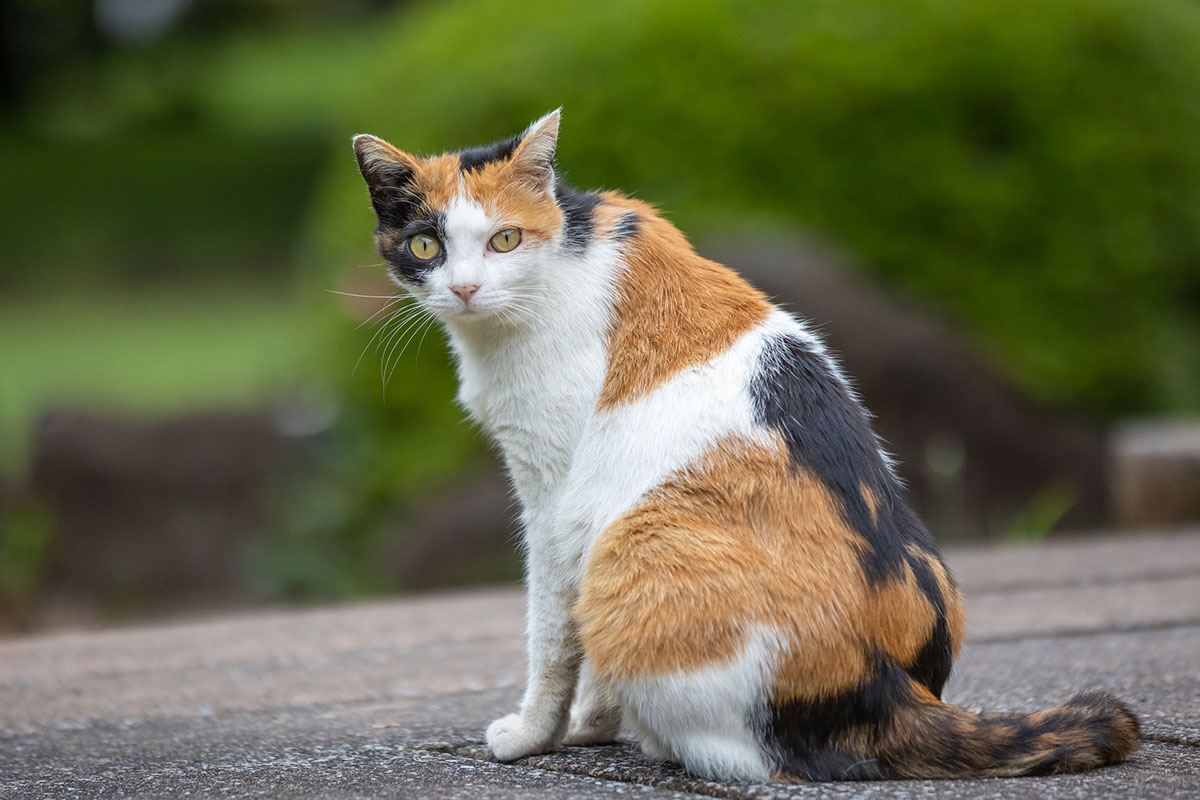 日本猫の種類や特徴、性格について解説！入手方法や迎え方についても紹介の画像07