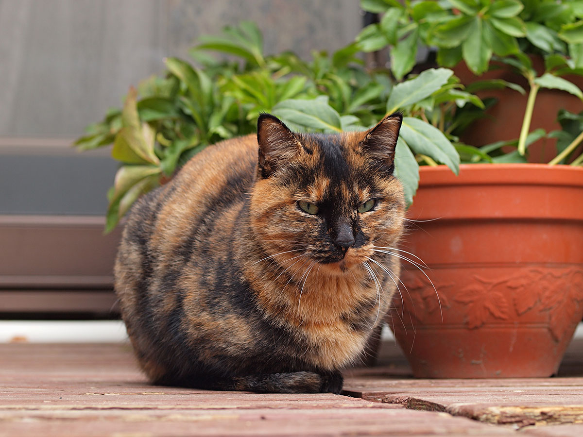 日本猫の種類や特徴、性格について解説！入手方法や迎え方についても紹介の画像09