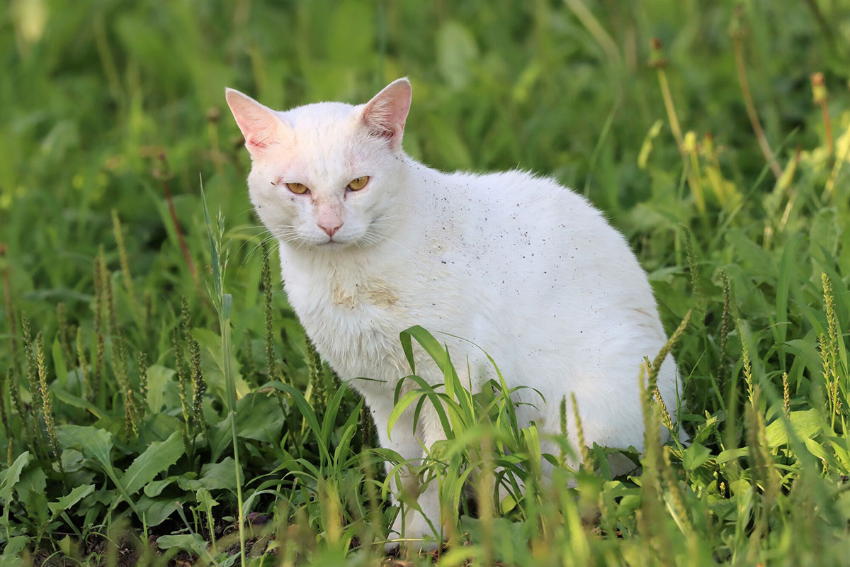 日本猫の種類や特徴、性格について解説！入手方法や迎え方についても紹介の画像10