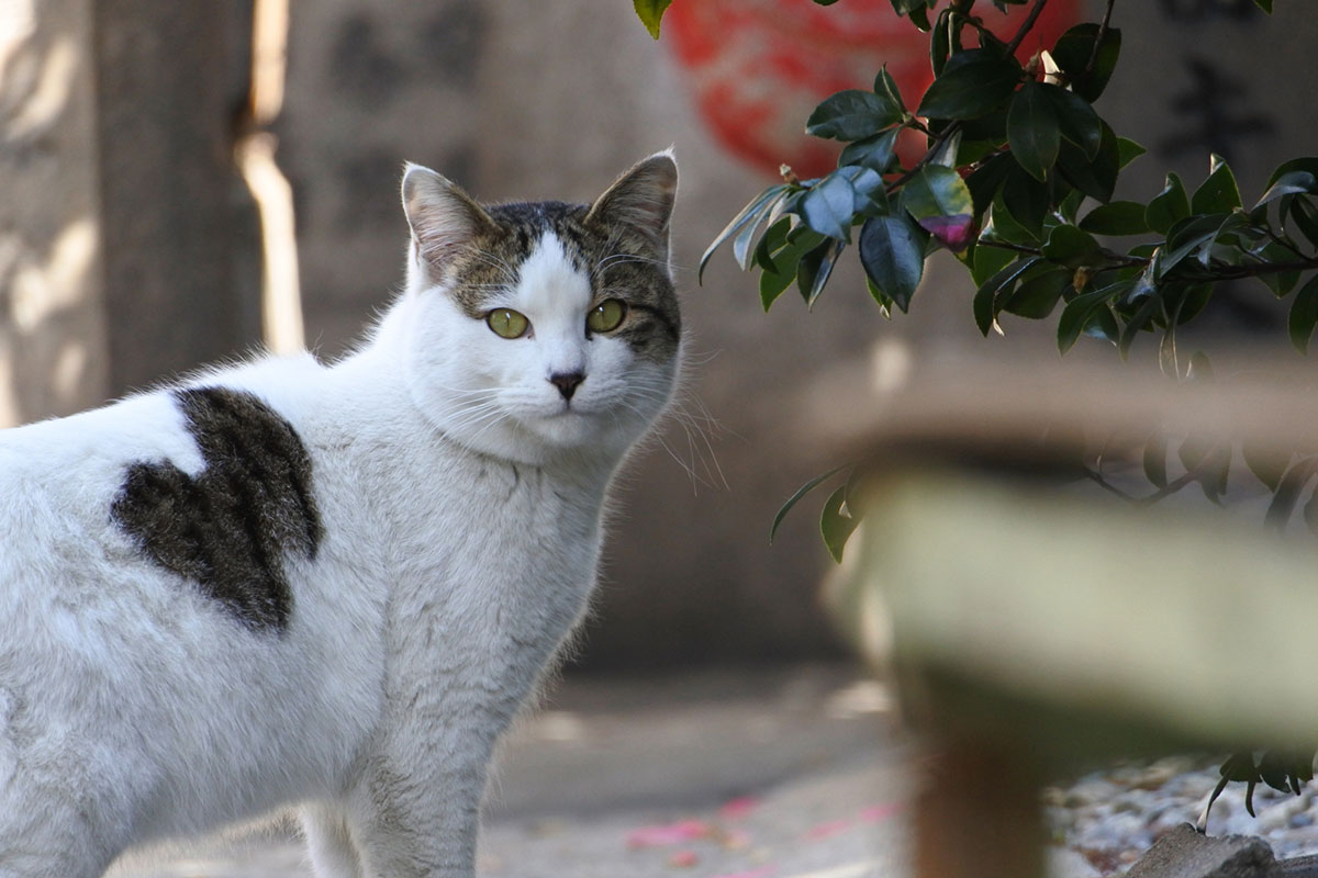 日本猫の種類や特徴、性格について解説！入手方法や迎え方についても紹介の画像11