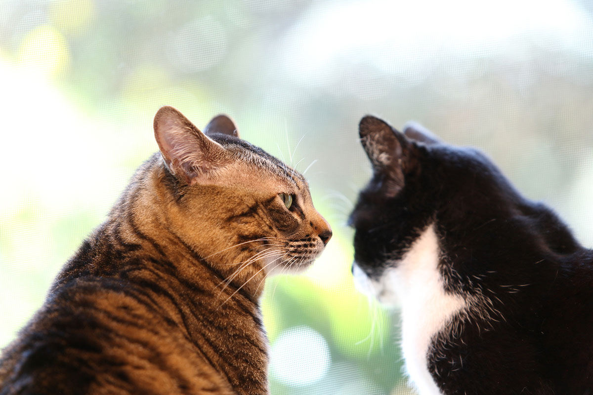 日本猫の種類や特徴、性格について解説！入手方法や迎え方についても紹介の画像12