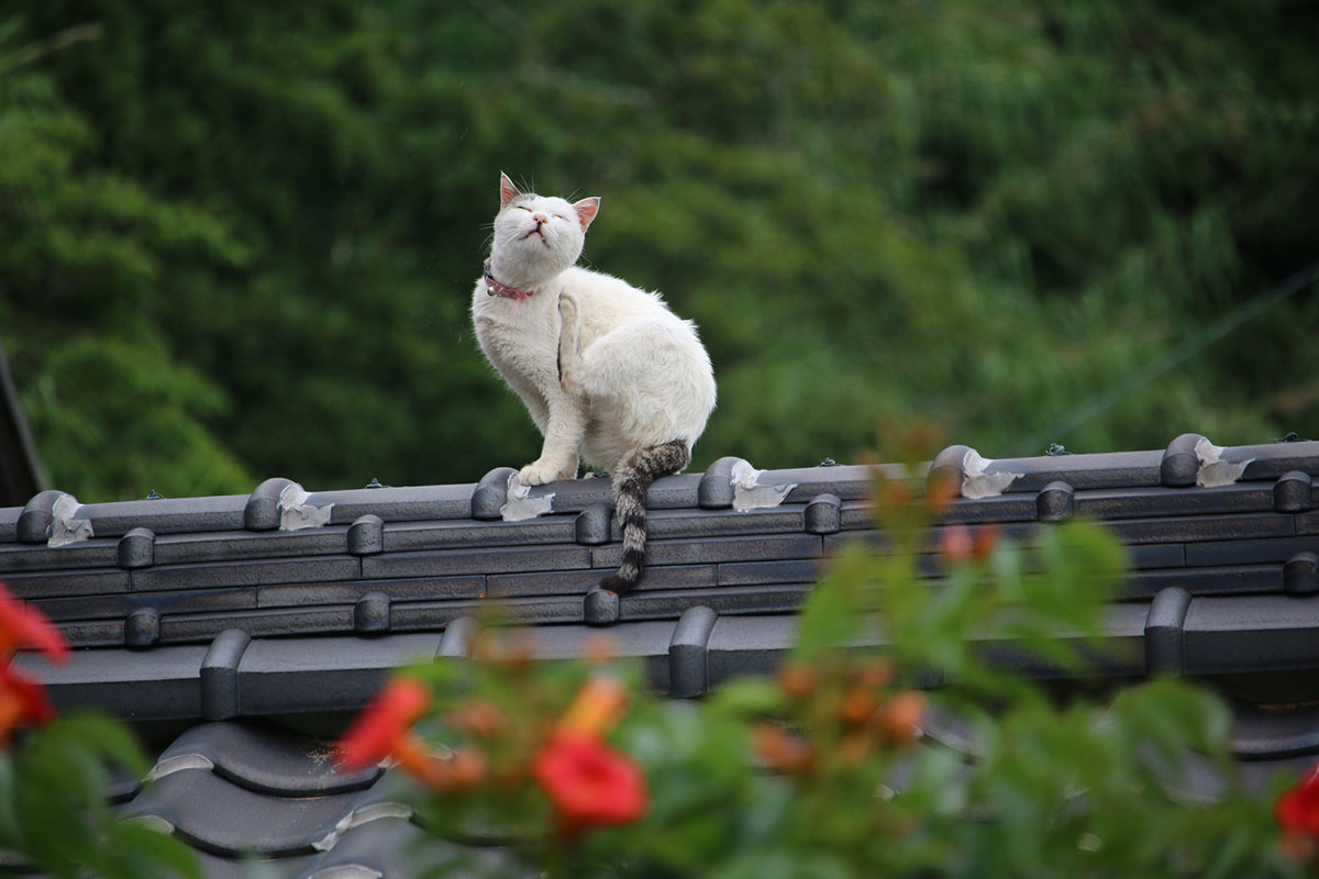 日本猫の種類や特徴、性格について解説！入手方法や迎え方についても紹介の画像16