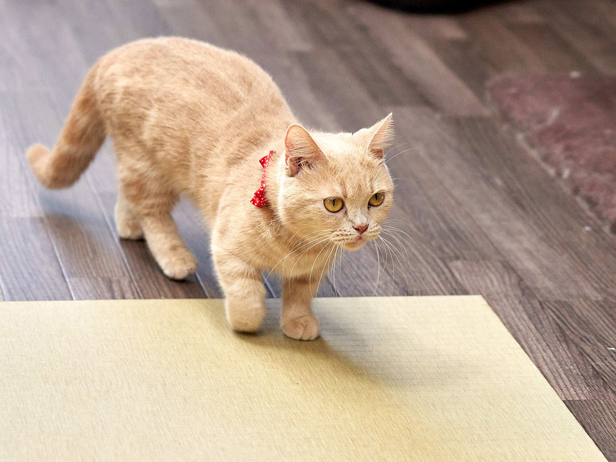 マンチカンってどんな猫？性格や特徴、かわいそうといわれる理由や価格相場について解説！の画像03