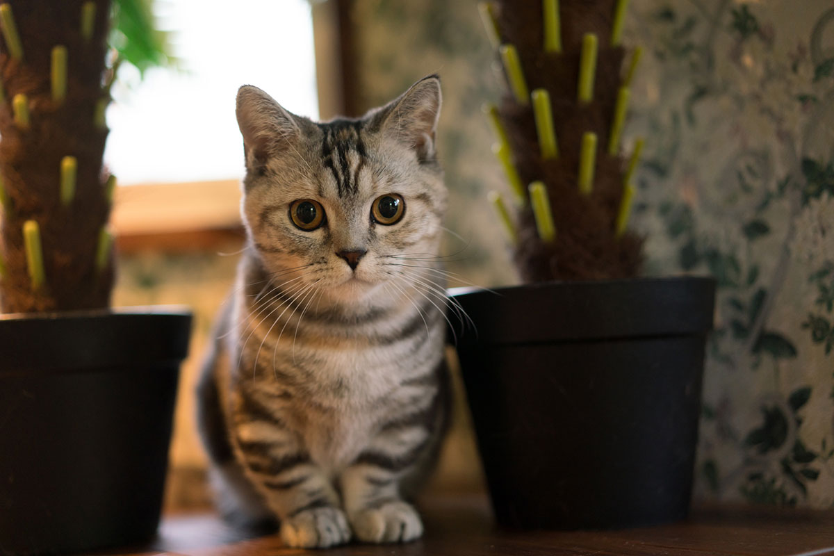 マンチカンってどんな猫？性格や特徴、かわいそうといわれる理由や価格相場について解説！の画像08