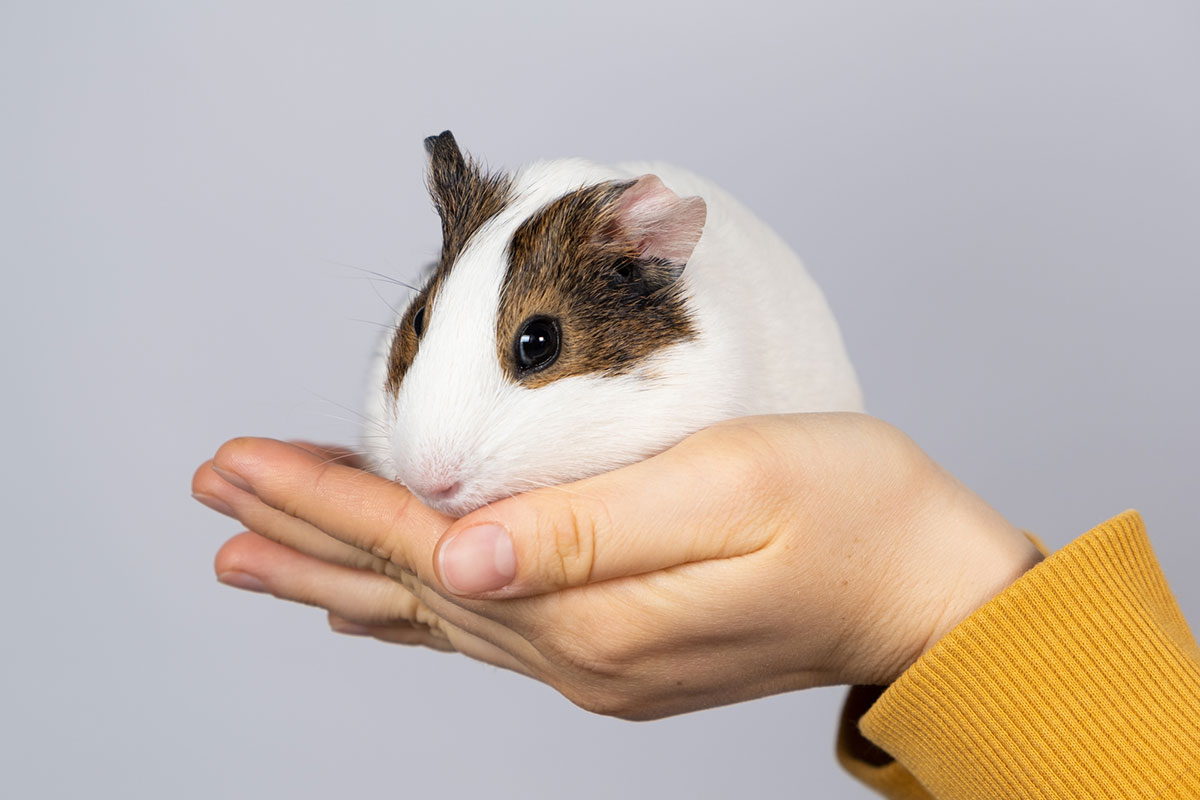 モルモットの飼い方は？種類や性格、寿命や値段相場についても徹底解説！の画像08