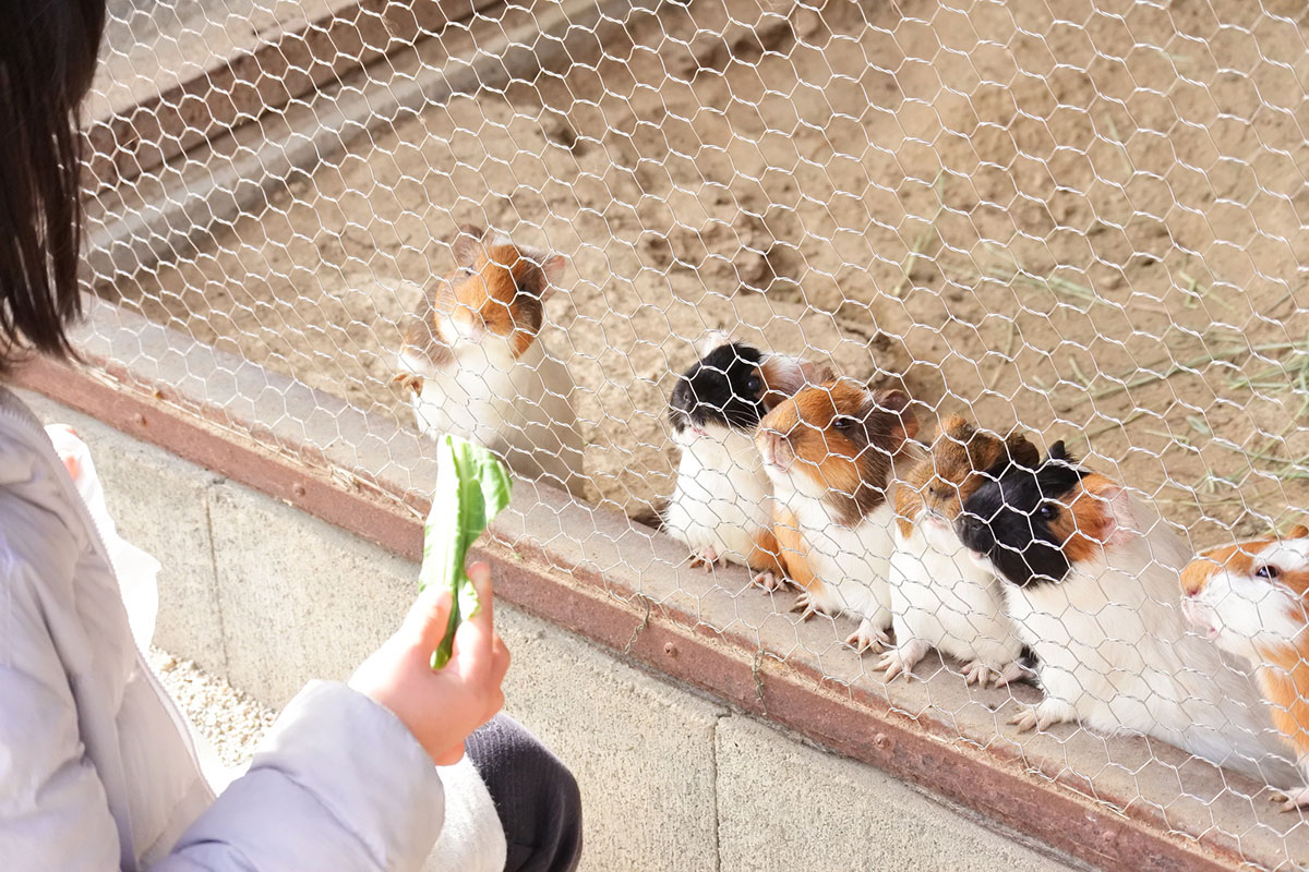 モルモットの飼い方は？種類や性格、寿命や値段相場についても徹底解説！の画像14