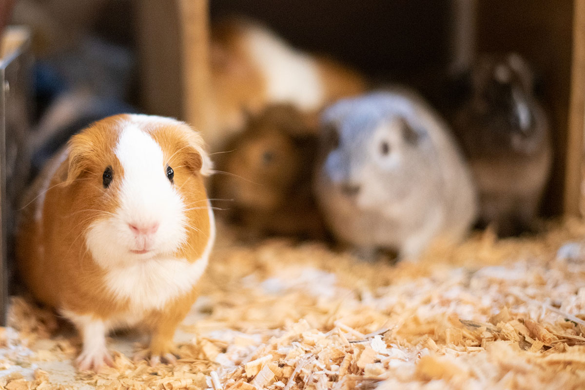 モルモットの飼い方は？種類や性格、寿命や値段相場についても徹底解説！の画像16