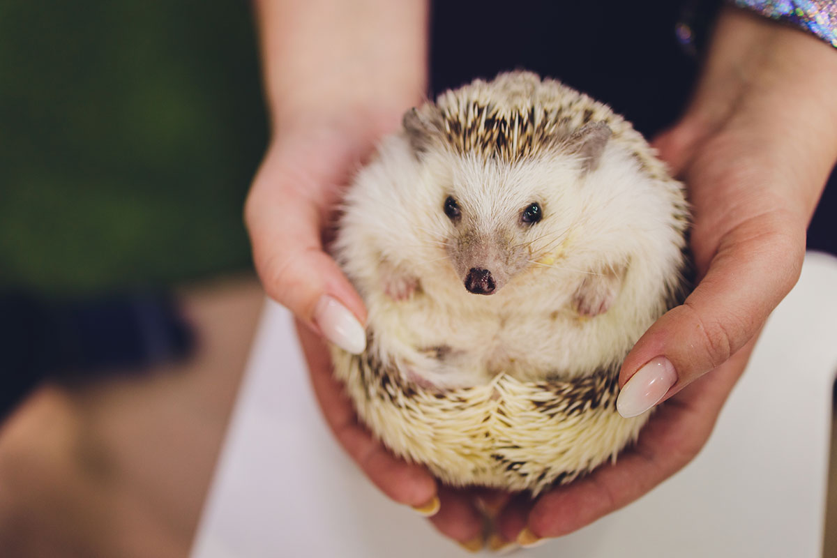 ハリネズミの飼い方は？寿命や飼育に必要なもの、値段についても解説！の画像02