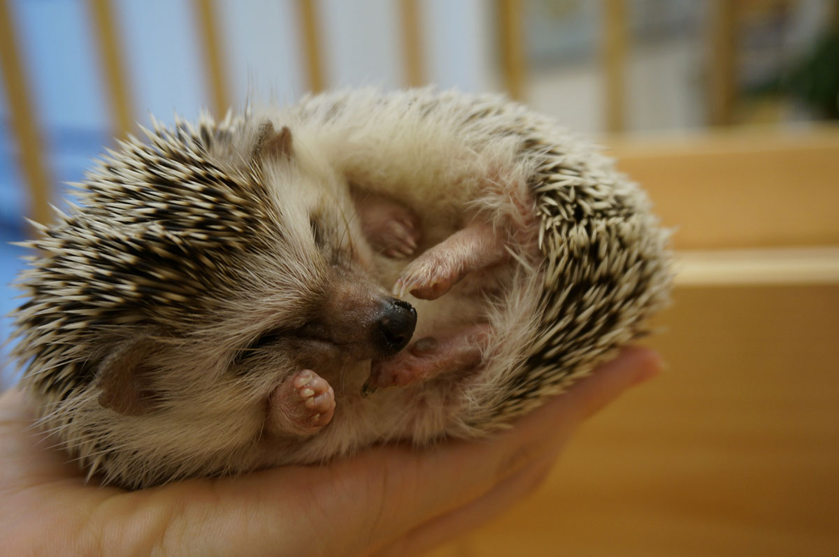 ハリネズミの飼い方は？寿命や飼育に必要なもの、値段についても解説！の画像06