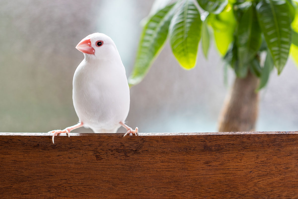 文鳥ってどんな鳥？種類や飼い方、寿命や値段、手乗り文鳥に育てるコツなどについて徹底解説！の画像02