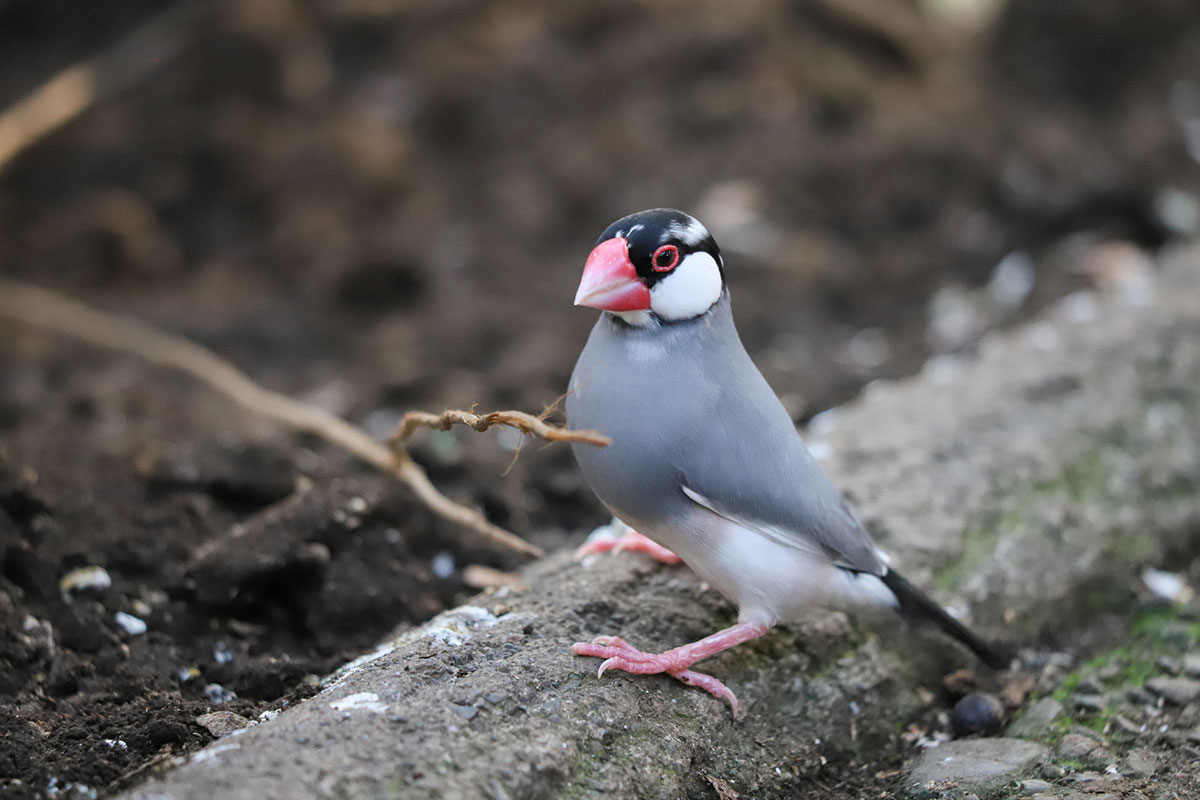 文鳥ってどんな鳥？種類や飼い方、寿命や値段、手乗り文鳥に育てるコツなどについて徹底解説！の画像03