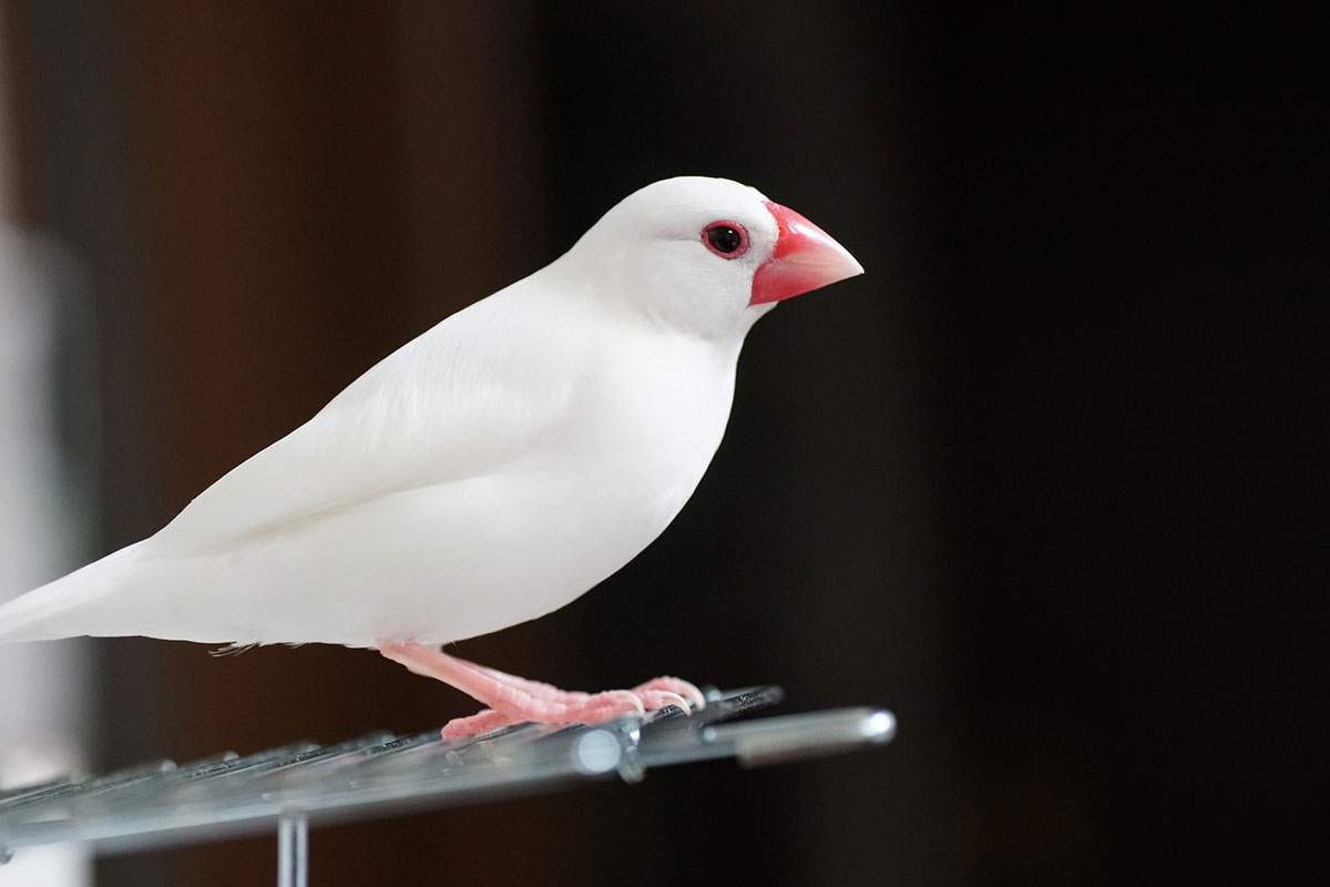 文鳥ってどんな鳥？種類や飼い方、寿命や値段、手乗り文鳥に育てるコツなどについて徹底解説！の画像05