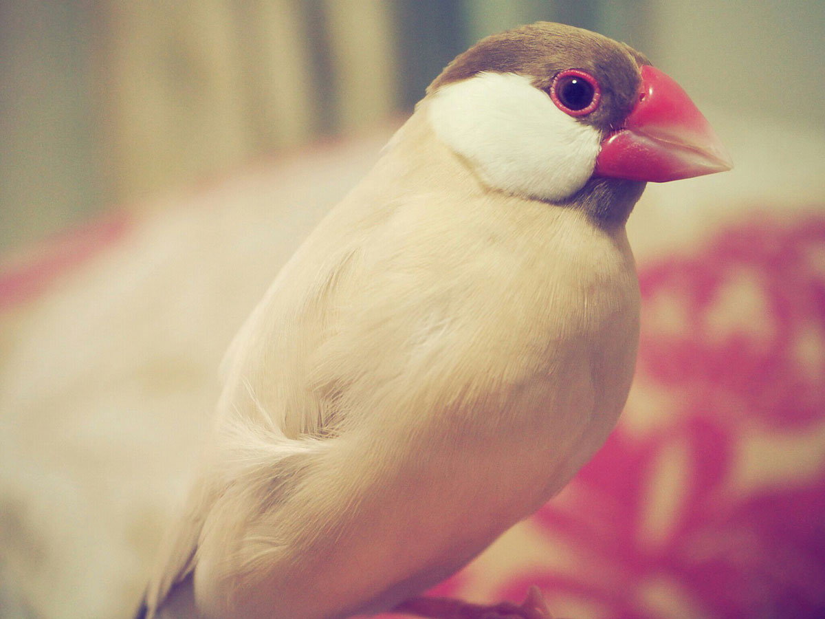 文鳥ってどんな鳥？種類や飼い方、寿命や値段、手乗り文鳥に育てるコツなどについて徹底解説！の画像06